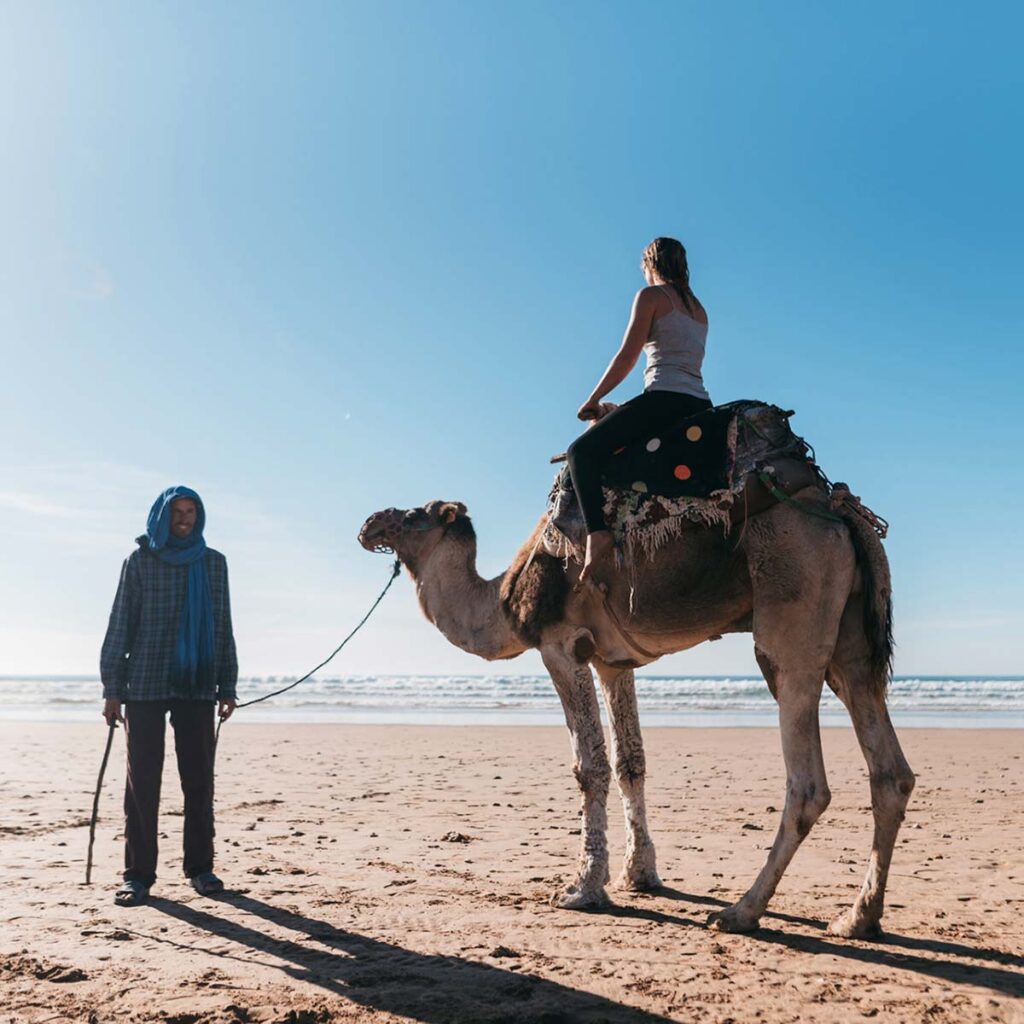 camel on the beach morocco